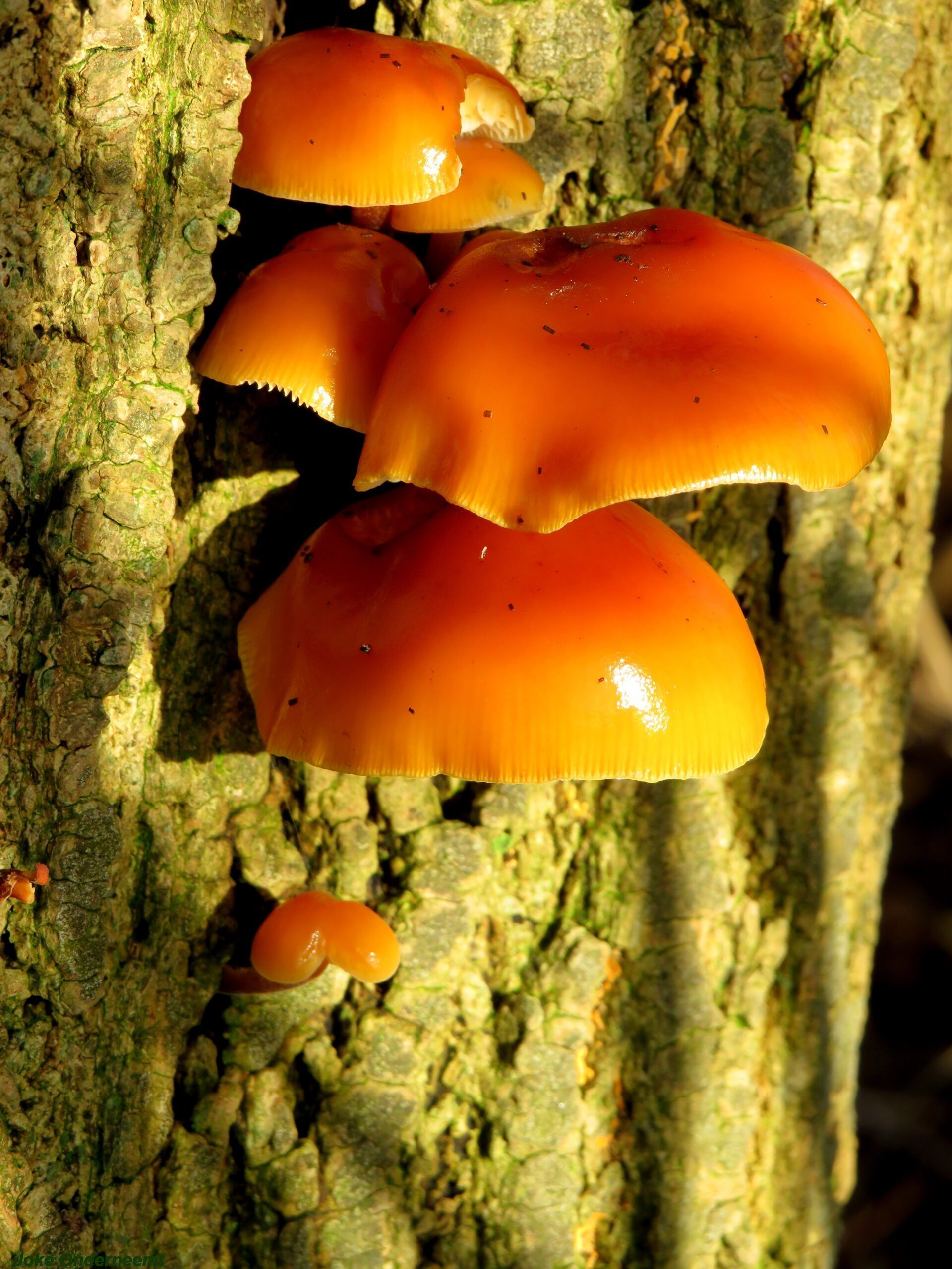 Geen lockdown in de natuur gelukkig