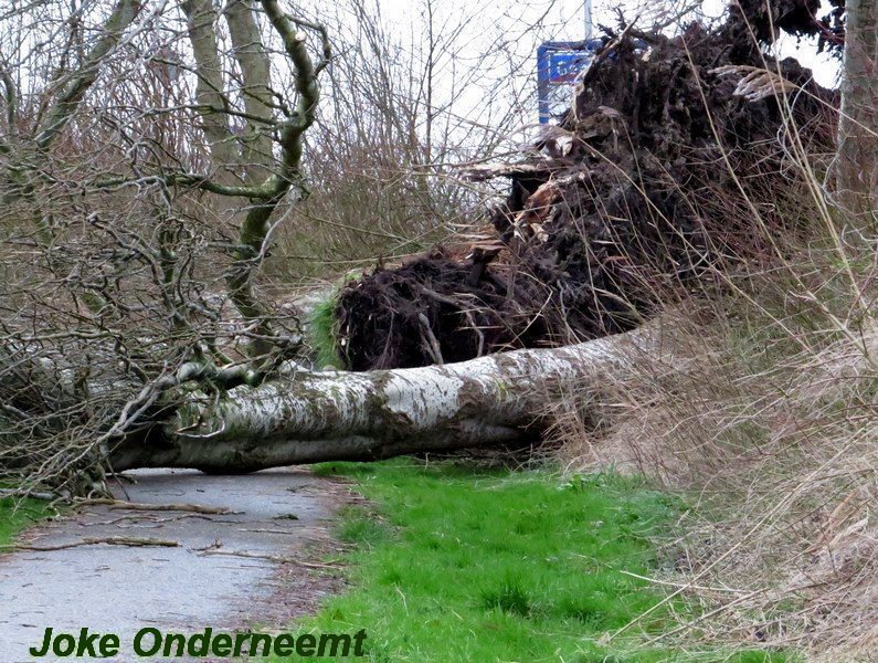 Ga je vandaag  een rondje lopen …neem dan maar een zaag mee !