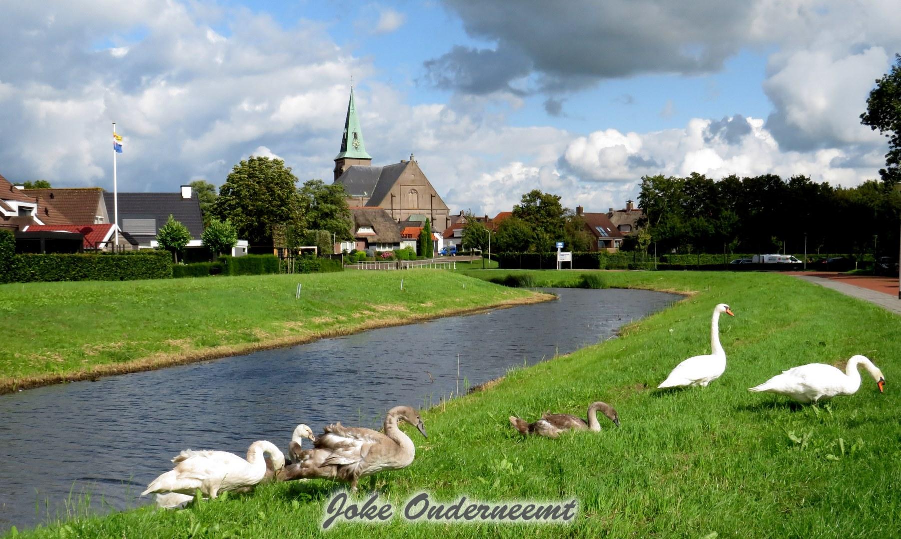 Grote familie zwaan en bijzondere schapen