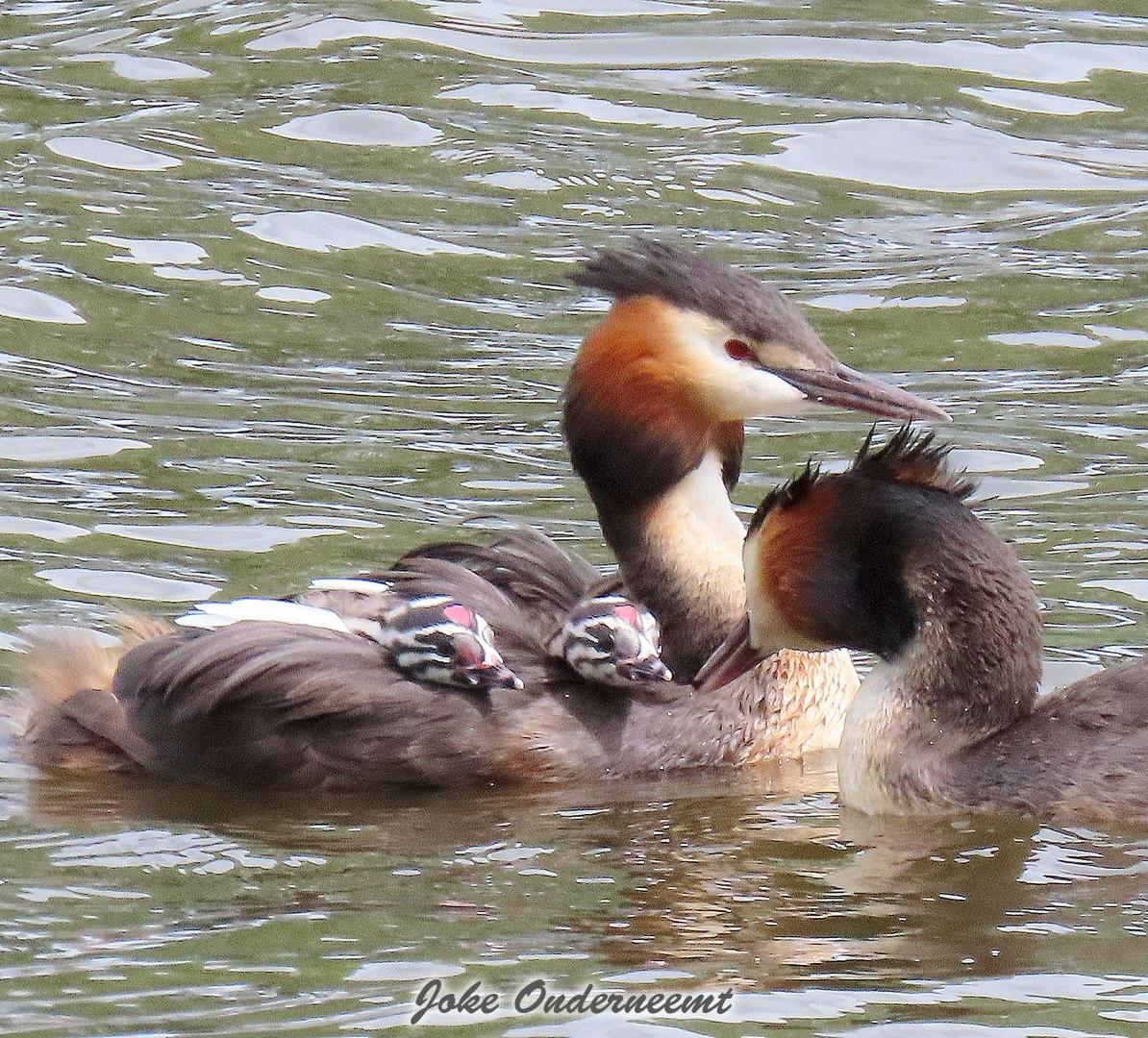 En weer nieuw geluk in het water…