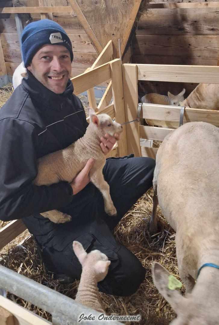 Kerst lammetjes bij Verhoek geboren