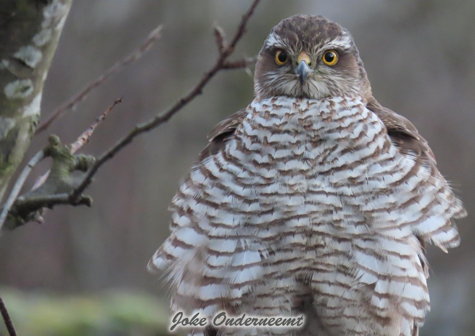 Sperwer op bezoek in de tuin..