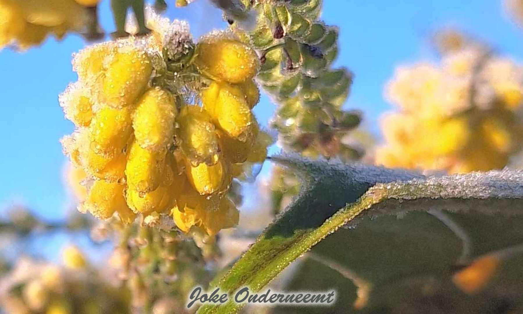 IJs op de bloemen en op de ijsbaan