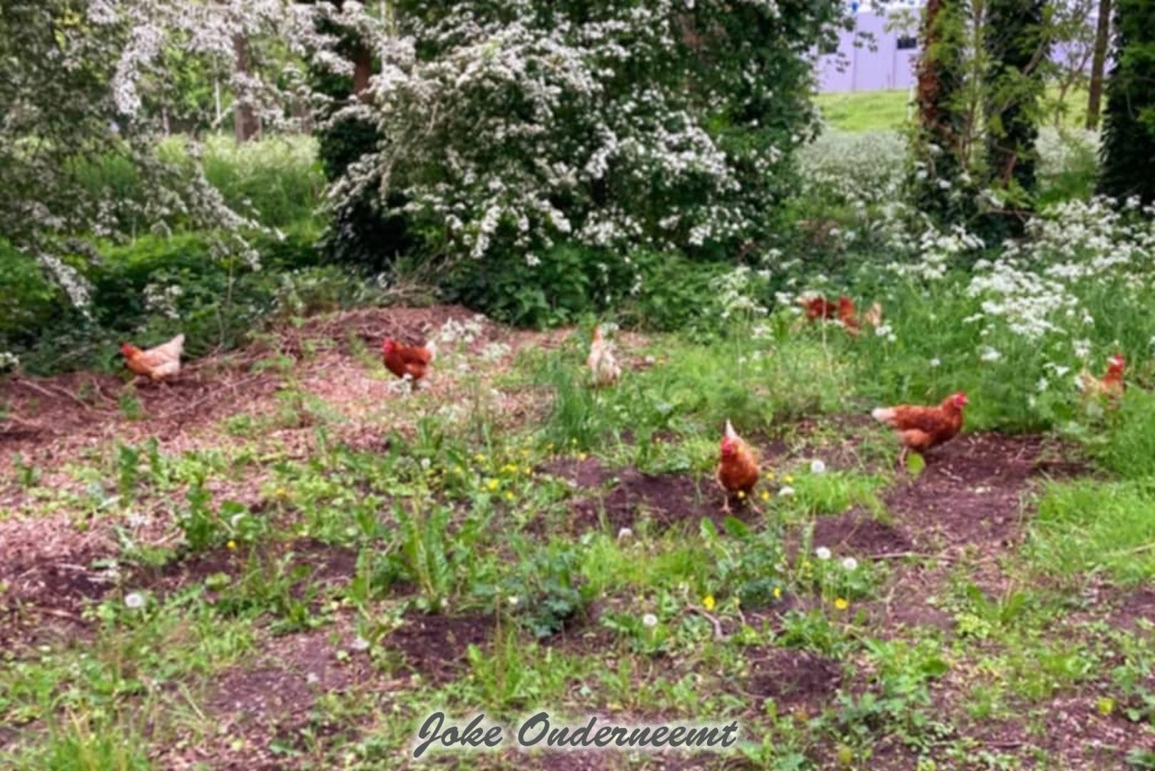 Bij de Bergingsvijver 8 kippen aan de wandel