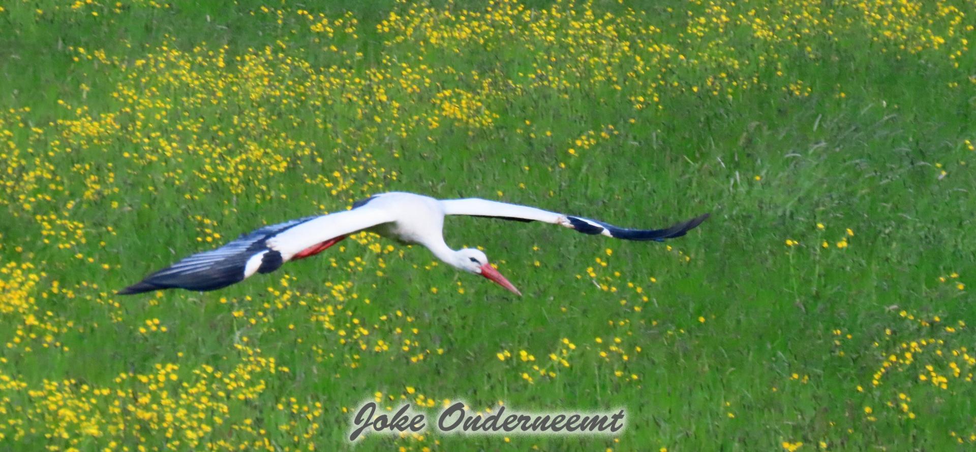 Een prachtige vogel…de ooievaar.