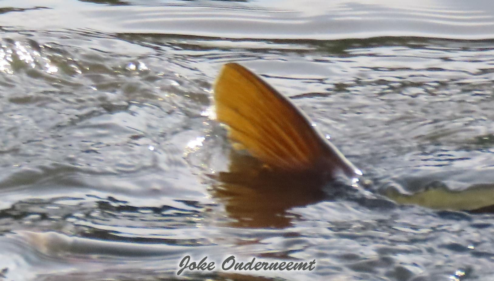 Haai in de bergingsvijver ?