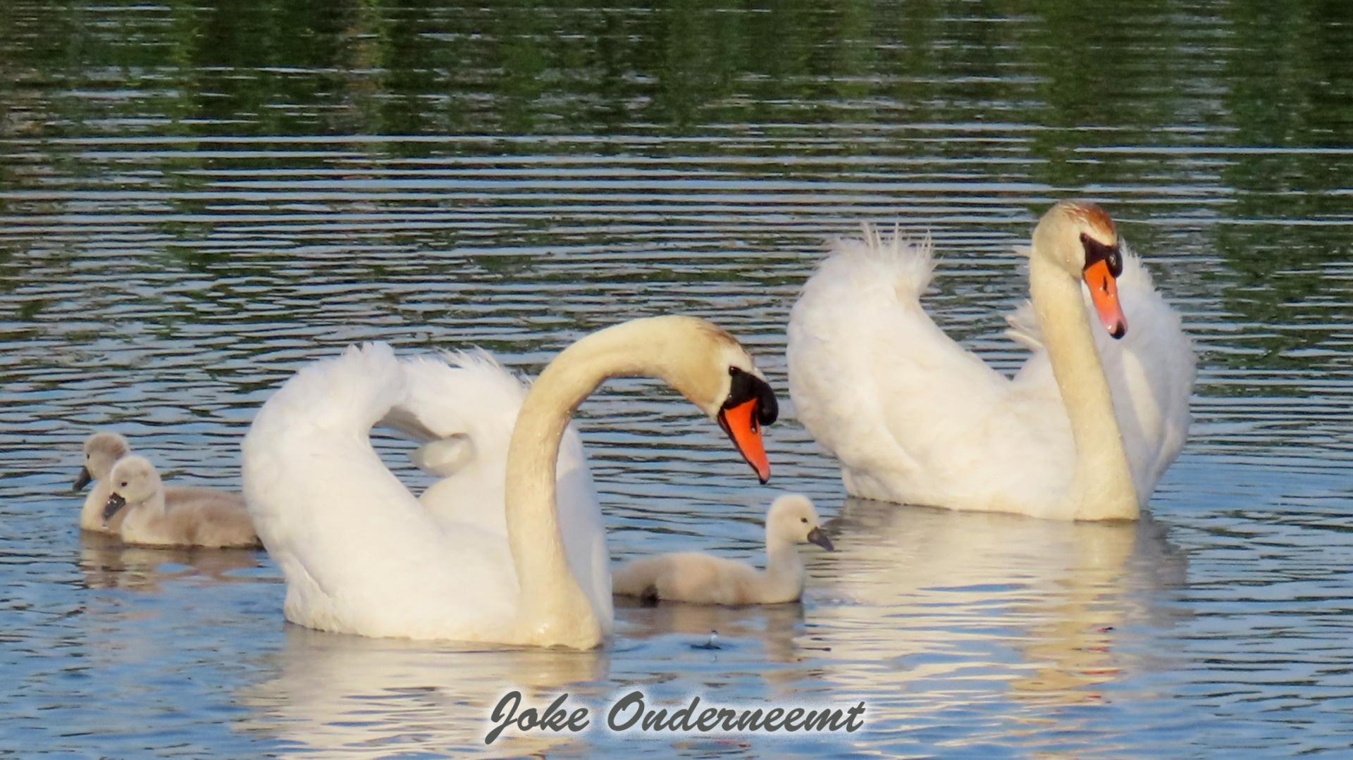 Deze familie zwaan mocht ik wel fotograferen