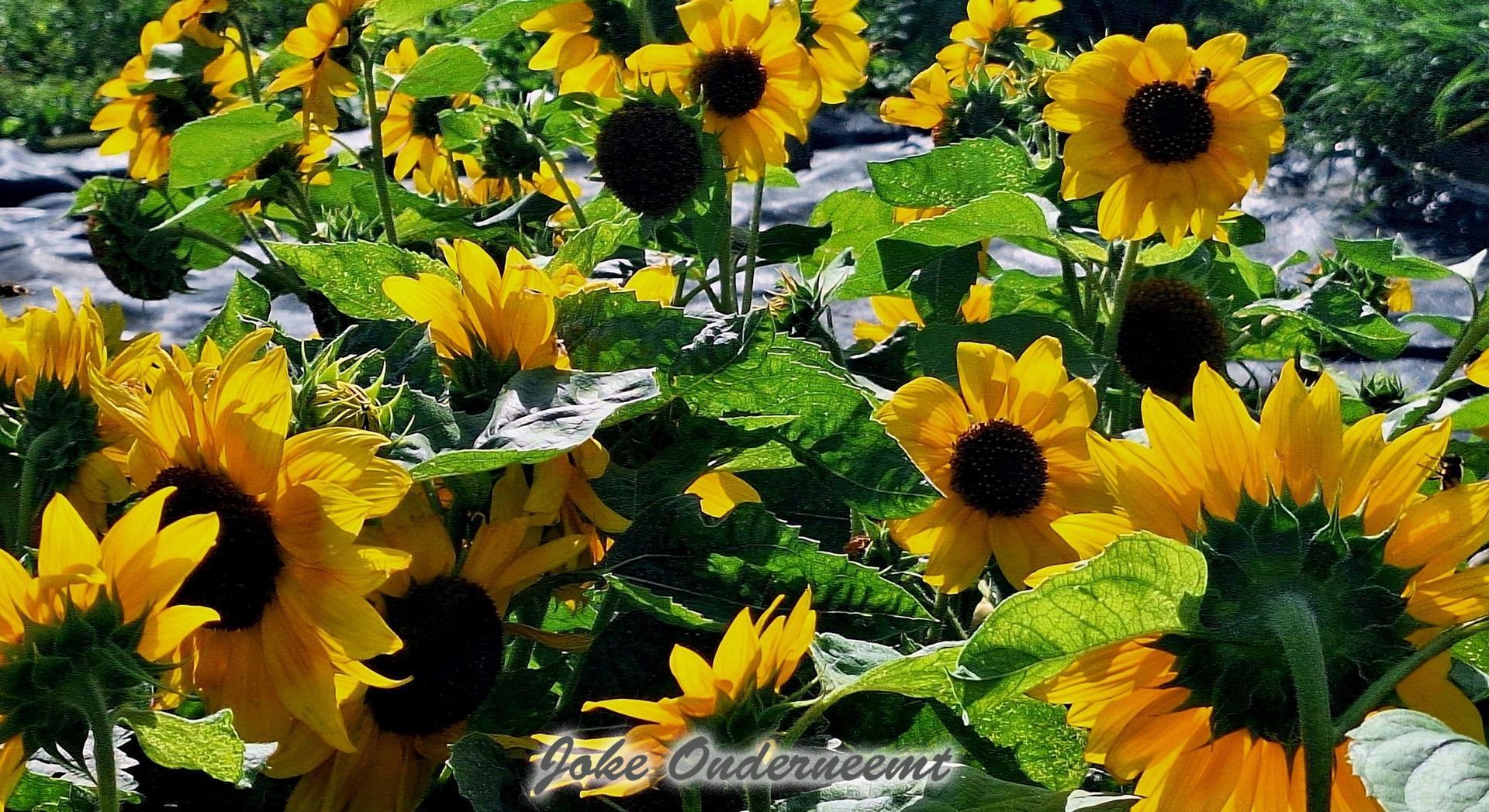 Niet alleen groenten op onze tuin hoor !