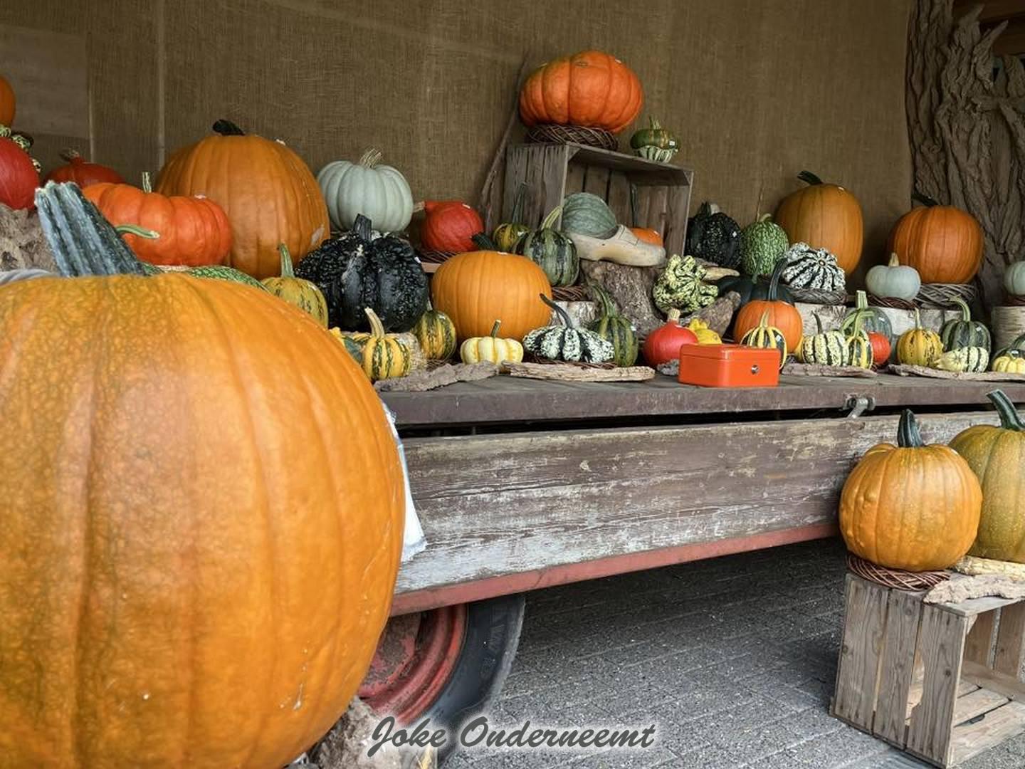 Grote show bij “de pompoenenman” Klaas van der Sluis